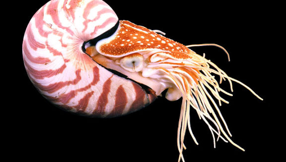 Chambered Nautilus