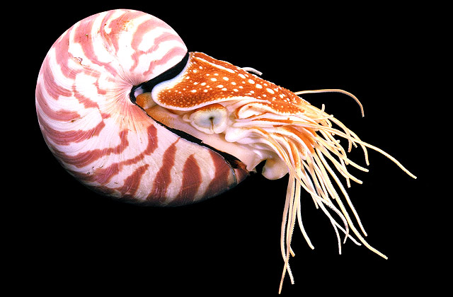 Chambered Nautilus